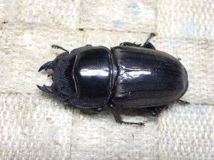 画像4: 大型! スマトラヒラタ☆アチェ産 ♂100ミリ ♀50.5ミリ 新成虫ペア