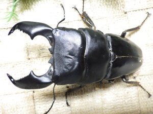 画像1: 大型! スマトラヒラタ☆アチェ産 ♂100ミリ ♀50.5ミリ 新成虫ペア