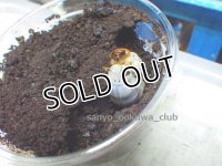 今季最終4頭 1セット限定！　希少種！チャイロマルバネクワガタ☆3令幼虫4頭セット