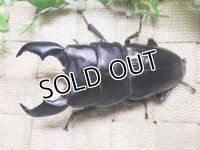 大型! スマトラヒラタ☆アチェ産 ♂103ミリ ♀53.4ミリ 新成虫ペア