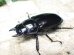 画像5: ウエストウッディ(Dibang Valley産)☆♂77ミリ♀43ミリ新成虫ペア
