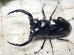 画像3: ウエストウッディ(Dibang Valley産)☆♂77ミリ♀43ミリ新成虫ペア