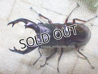 ボーリンフタマタ（原名亜種）☆♂77ミリ ♀41ミリ 新成虫ペア