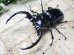 画像2: ウエストウッディ(Dibang Valley産)☆♂77ミリ♀43ミリ新成虫ペア