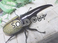 Dh.ヘラクレスオオカブト（パチセラス血統）☆♂116ミリ極太！ ♀63ミリ 別血統ペア　㉖