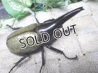Dh.ヘラクレスオオカブト（パチセラス血統）☆♂94ミリ極太！新成虫単品　㉚