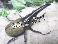 Dh.ヘラクレスオオカブト（パチセラス血統）☆♂114ミリ極太！新成虫単品　㉙