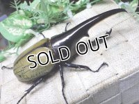 Dh.ヘラクレスオオカブト（パチセラス血統）☆♂116ミリ極太！新成虫単品　㉘