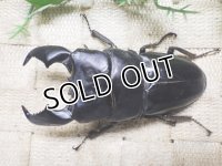 大型! スマトラヒラタ☆アチェ産 ♂99ミリ 新成虫単品