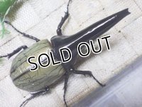 Dh.ヘラクレスオオカブト（パチセラス血統）☆♂106ミリ極太！新成虫単品　㉛