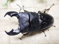 大型! スマトラヒラタ☆アチェ産 ♂95ミリA- 新成虫単品
