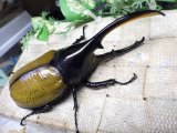 Dh.エクアトリアヌス☆♂131ミリ 新成虫単品