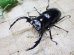 画像2: ウエストウッディ( Lower Subansiri)産☆♂76ミリ♀44ミリ新成虫ペア