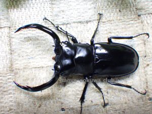 画像1: ウエストウッディ( Lower Subansiri)産☆♂71ミリ♀41ミリ新成虫ペア