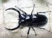 画像1: ウエストウッディ( Lower Subansiri)産☆♂71ミリ♀41ミリ新成虫ペア (1)