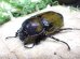 画像4: 天然からのF3 ヒルスシロカブト☆♂79ミリ♀61ミリ新成虫ペア  No.12