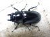 画像4: ウエストウッディ( Lower Subansiri)産☆♂71ミリ♀41ミリ新成虫ペア