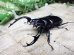 画像2: ウエストウッディ( Lower Subansiri)産☆♂71ミリ♀41ミリ新成虫ペア