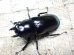 画像5: ウエストウッディ( Lower Subansiri)産☆♂76ミリ♀44ミリ新成虫ペア