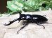 画像3: ウエストウッディ( Lower Subansiri)産☆♂71ミリ♀41ミリ新成虫ペア