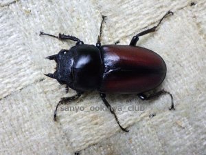 画像2: ドンキエール　ドンキエールコクワガタ（赤ドンキ）☆♂45ミリ♀35ミリ新成虫ペア