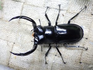画像1: ウエストウッディ( Lower Subansiri)産☆♂76ミリ♀44ミリ新成虫ペア