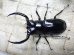 画像1: ウエストウッディ( Lower Subansiri)産☆♂76ミリ♀44ミリ新成虫ペア (1)