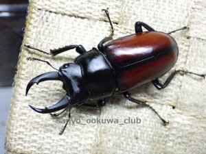 画像1: ドンキエール　ドンキエールコクワガタ（赤ドンキ）☆♂45ミリ♀35ミリ新成虫ペア