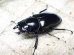 画像5: ウエストウッディ( Lower Subansiri)産☆♂71ミリ♀41ミリ新成虫ペア