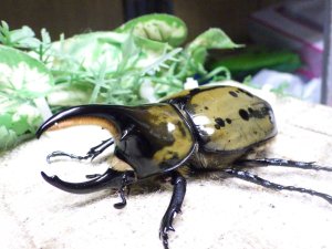 画像1: 天然からのF3 ヒルスシロカブト☆♂79ミリ♀61ミリ新成虫ペア  No.12