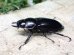 画像6: ウエストウッディ( Lower Subansiri)産☆♂71ミリ♀41ミリ新成虫ペア
