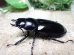 画像6: ウエストウッディ( Lower Subansiri)産☆♂76ミリ♀44ミリ新成虫ペア