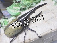 Dh.ヘラクレスオオカブト☆♂134ミリ新成虫単品