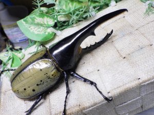 画像1: Dh.ヘラクレスオオカブト☆♂134ミリ新成虫単品