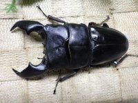 大型! スマトラヒラタ☆アチェ産 ♂100ミリ ♀53ミリ 新成虫ペア