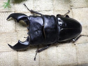 画像1: 大型! スマトラヒラタ☆アチェ産 ♂100ミリ ♀53ミリ 新成虫ペア