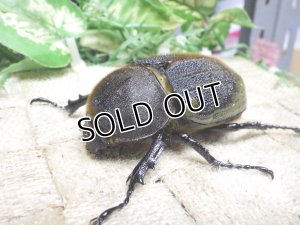 画像1: Dh.ヘラクレスオオカブト☆♀68ミリ新成虫単品