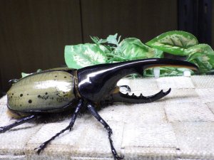 画像2: Dh.ヘラクレスオオカブト☆♂134ミリ新成虫単品