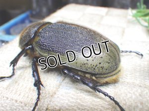 画像2: Dh.ヘラクレスオオカブト☆♀68ミリ新成虫単品