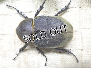 画像3: Dh.ヘラクレスオオカブト☆♀68ミリ新成虫単品