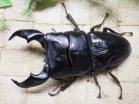 大型! スマトラヒラタ☆アチェ産 ♂102.5ミリ ♀54ミリ 新成虫ペア