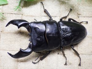 画像1: 大型! スマトラヒラタ☆アチェ産 ♂102.5ミリ ♀54ミリ 新成虫ペア