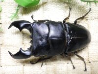 大型! スマトラヒラタ☆アチェ産 ♂99.5ミリ ♀50ミリ 新成虫ペア