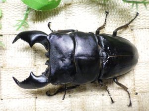 画像1: 大型! スマトラヒラタ☆アチェ産 ♂99.5ミリ ♀50ミリ 新成虫ペア