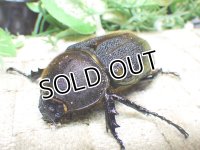 Dh.ヘラクレスオオカブト☆♀65ミリ新成虫単品