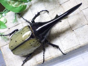 画像3: Dh.ヘラクレスオオカブト☆♂134ミリ新成虫単品
