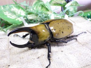 画像1: 天然からのF3 ヒルスシロカブト☆♂81ミリ♀61ミリ新成虫ペア  No.13