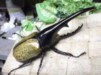 Dh.ヘラクレスオオカブト☆♂140ミリ新成虫単品