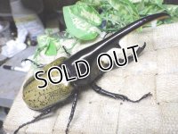Dh.ヘラクレスオオカブト☆♂140ミリ新成虫単品