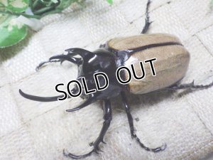 画像1: 新成虫 ゴホンヅノカブト☆♂77ミリ新成虫単品